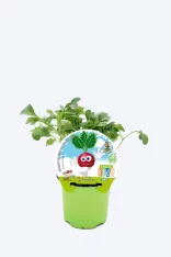Jardín de microgreens ecológicos para niños en maceta verde, cultivo saludable y seguro, ideal para promover una alimentación orgánica desde temprana edad.