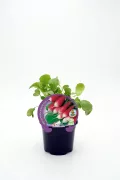 Radish Brasileiro en maceta, cultivo ecológico y biológico, huerto urbano, hortalizas orgánicas, semillas ecológicas de radish, huerto bio, agricultura sostenible, saludable y natural.