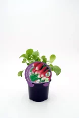 Radish Brasileiro en maceta, cultivo ecológico y biológico, huerto urbano, hortalizas orgánicas, semillas ecológicas de radish, huerto bio, agricultura sostenible, saludable y natural.