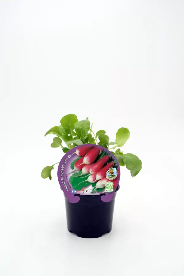 Radish Brasileiro en maceta, cultivo ecológico y biológico, huerto urbano, hortalizas orgánicas, semillas ecológicas de radish, huerto bio, agricultura sostenible, saludable y natural.