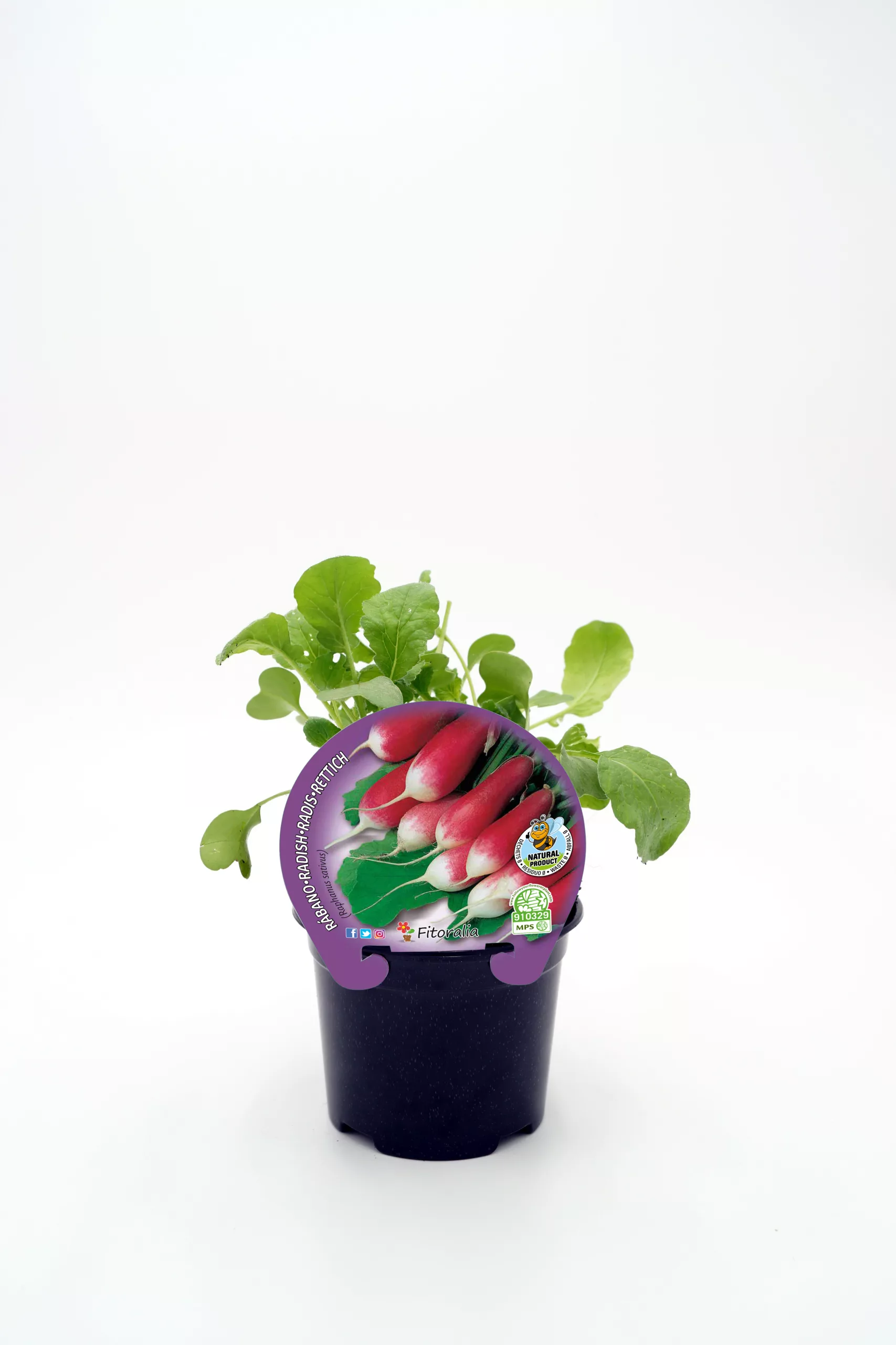 Radish Brasileiro en maceta, cultivo ecológico y biológico, huerto urbano, hortalizas orgánicas, semillas ecológicas de radish, huerto bio, agricultura sostenible, saludable y natural.