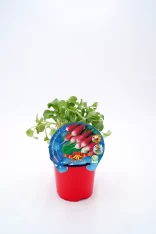 Radish microvegetal en maceta con etiqueta, cultivo ecológico y saludable, ideal para ensaladas y cocina saludable, base de ingredientes frescos y naturales.