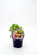 Radish rábano radicheta huerto bio en maceta con hojas verdes y raíces de diferentes colores, cultivo ecológico y natural, producto saludable y de calidad.