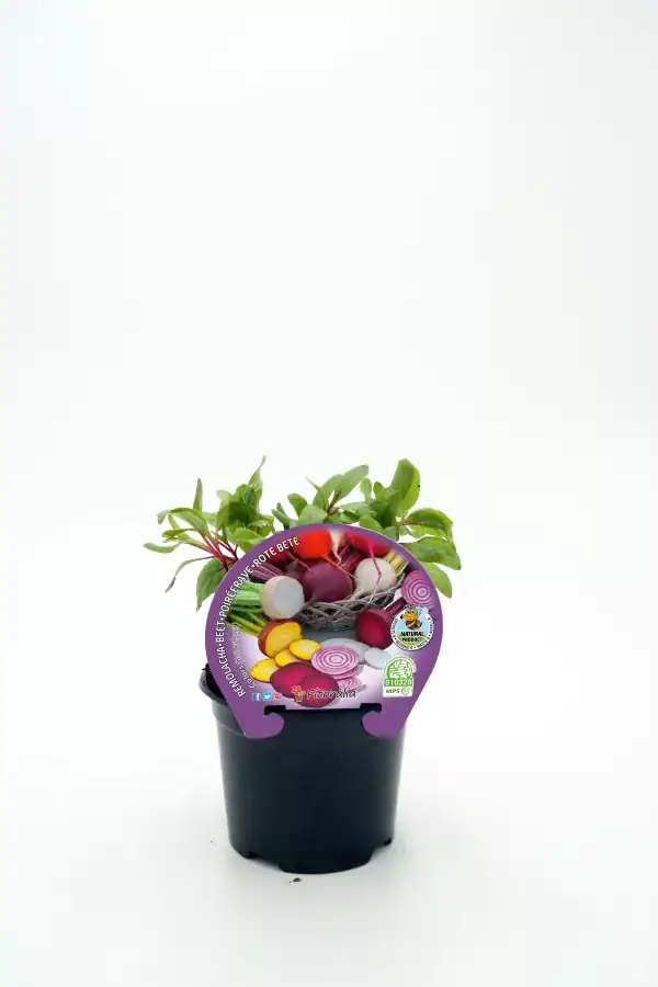Rábanos ecológicos en maceta, cultivo orgánico y sostenible, ideales para huertos urbanos y jardinería ecológica.