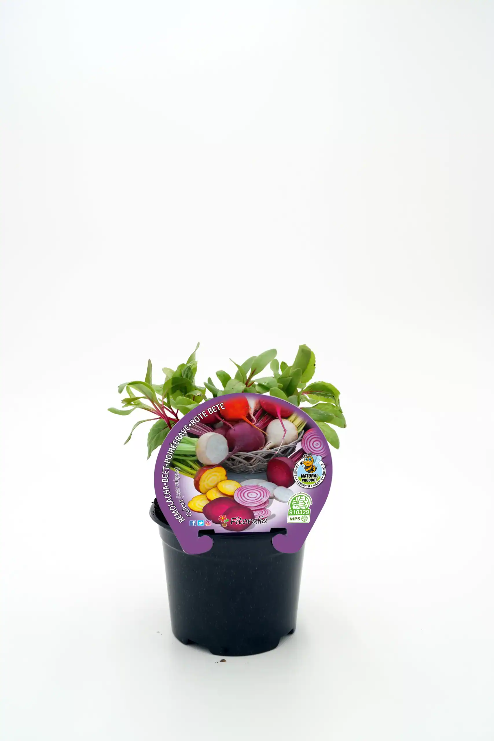 Rábanos ecológicos en maceta, cultivo orgánico y sostenible, ideales para huertos urbanos y jardinería ecológica.