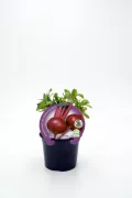 Juguito de remolacha en maceta, cultivo ecológico, huerto biodinámico, saludable, vegetal orgánico, cultivo propio, ingredientes naturales, huerto urbano, alimentación saludable, agricultura ecológica, huerto bio.