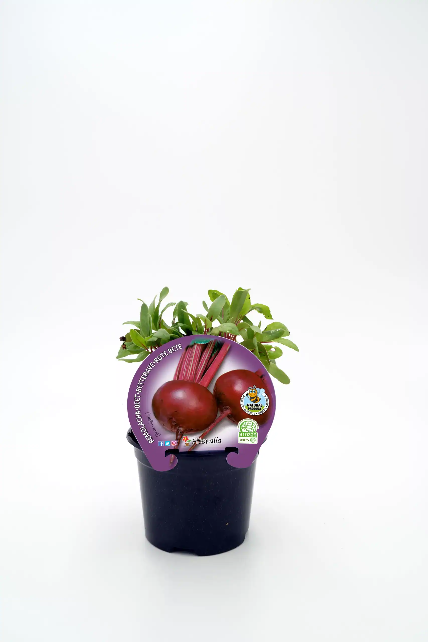 Juguito de remolacha en maceta, cultivo ecológico, huerto biodinámico, saludable, vegetal orgánico, cultivo propio, ingredientes naturales, huerto urbano, alimentación saludable, agricultura ecológica, huerto bio.