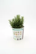 Romerito en maceta, hierba aromática ecológica para cultivo en casa, ideal para cocinar, con instrucciones de cuidado y riego en etiqueta.