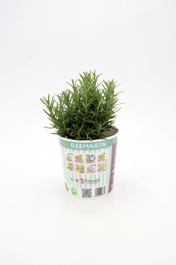 Romerito en maceta, hierba aromática ecológica para cultivo en casa, ideal para cocinar, con instrucciones de cuidado y riego en etiqueta.