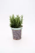 Hierba aromática romero en maceta con etiqueta creativa, perfecta para agricultura ecológica y huertos orgánicos. Ideal para cocinar y aromatizar tus platos con ingredientes naturales.