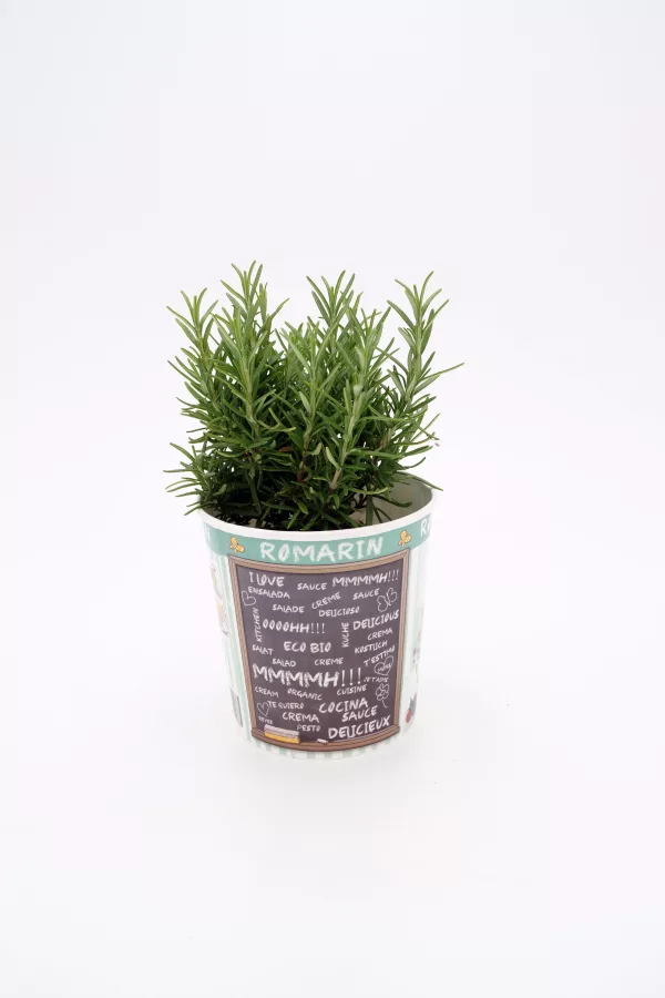 Hierba aromática romero en maceta con etiqueta creativa, perfecta para agricultura ecológica y huertos orgánicos. Ideal para cocinar y aromatizar tus platos con ingredientes naturales.