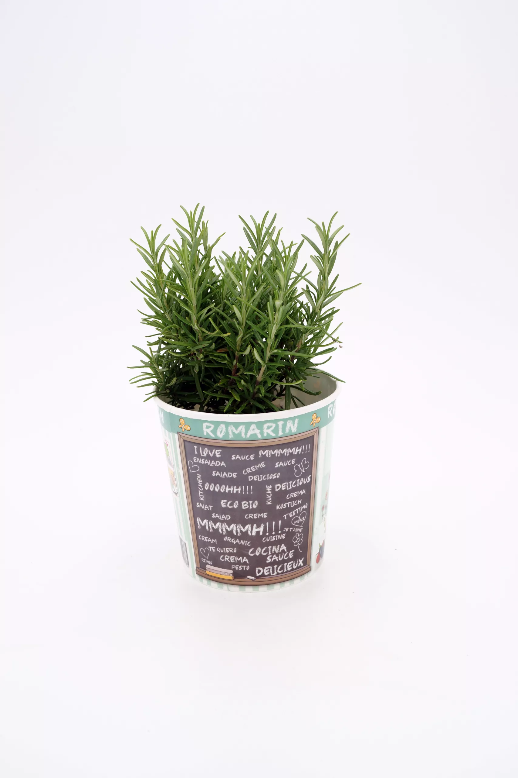 Hierba aromática romero en maceta con etiqueta creativa, perfecta para agricultura ecológica y huertos orgánicos. Ideal para cocinar y aromatizar tus platos con ingredientes naturales.