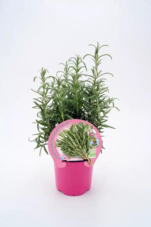 Hierba aromática de romero en maceta rosa, ideal para cultivo ecológico en huerto y cocina saludable. Perfecto para decorar tu hogar y mejorar el sabor de tus platos. Huerto.bio imagen de romero.