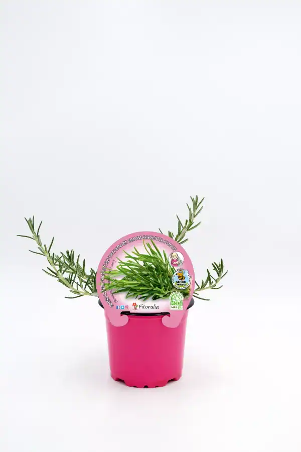 Hierba aromática en maceta rosa con etiquetas de cultivo sostenible y ecológico, ideal para jardinería y cocina saludable, en tienda de productos ecológicos Huerto.Bio.