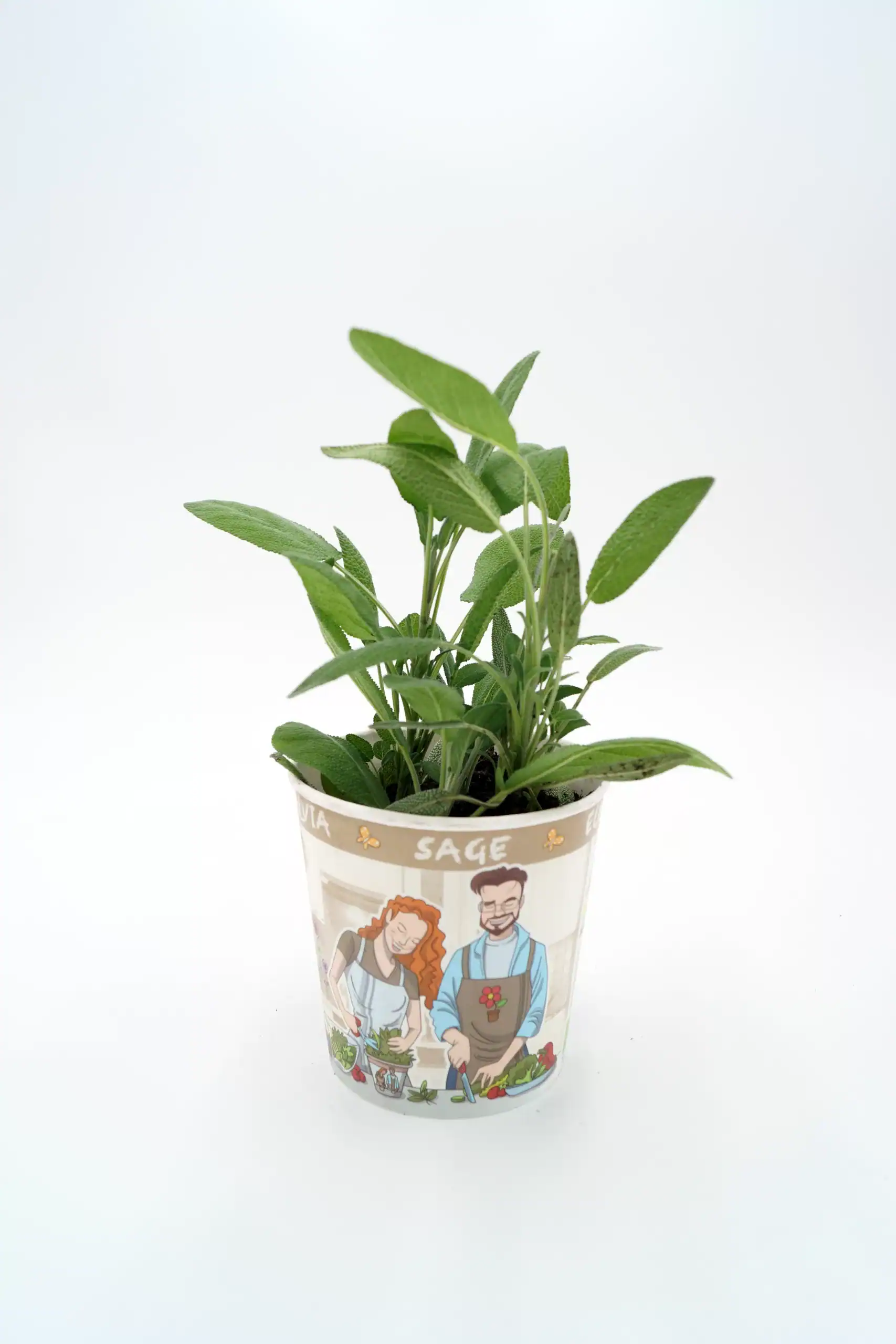 Fichero: planta de hierba buena en maceta de huerto.bio.