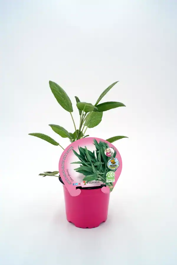 Hierba aromática en maceta, planta de salvia orgánica cultivada en huerto ecológico, marca Fitoralia.