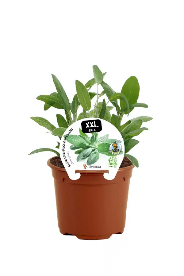 Hierba aromática de salvia en maceta ecológica, ideal para cultivo en casa, con etiqueta XXL y certificación de producto natural para jardín y huerto orgánico.