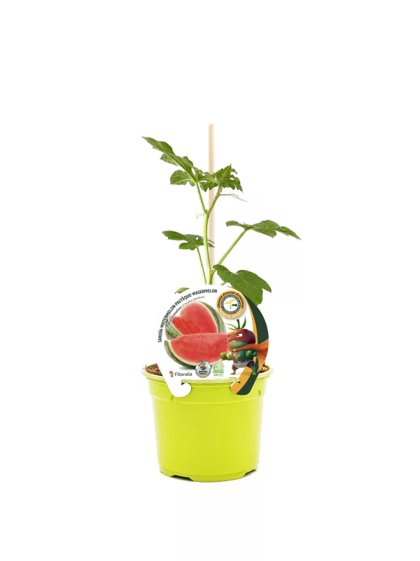 Juguito de sandía en maceta, planta joven de sandía en cultivo ecológico para huerto urbano.