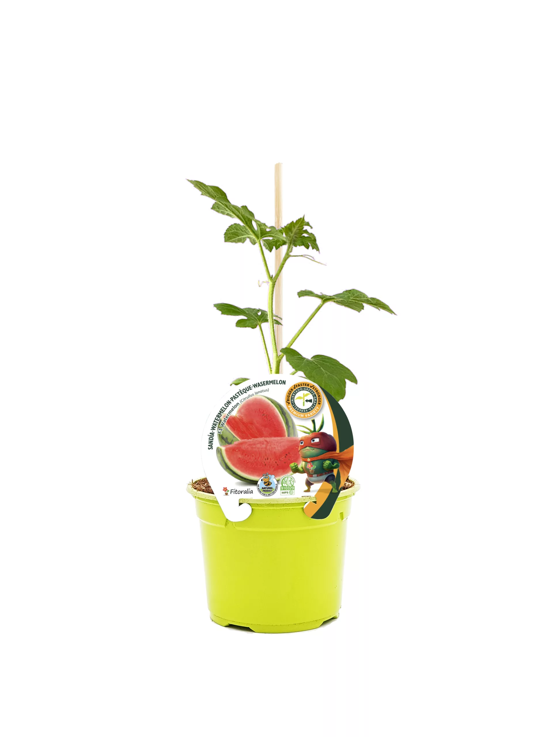 Juguito de sandía en maceta, planta joven de sandía en cultivo ecológico para huerto urbano.