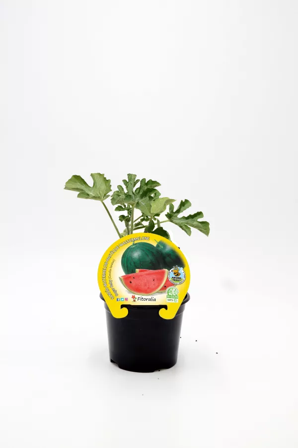 Jardín de sandía en pequeña maceta, planta joven de cultivo ecológico, ideal para huertos urbanos y agricultura sostenible, promoción de productos orgánicos de Huerto.Bio.