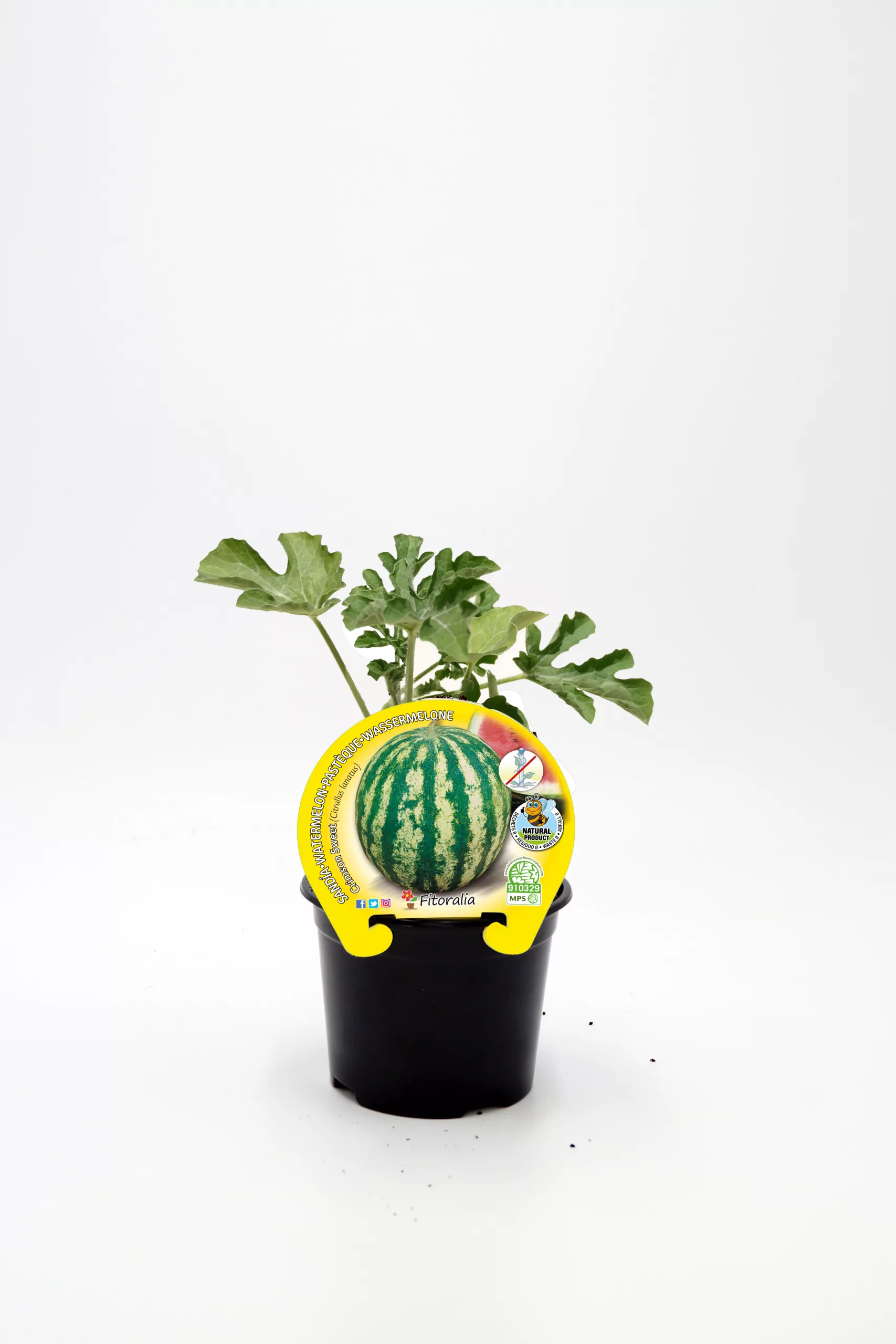 Alto: Planta joven de sandía en maceta con etiqueta que indica semillas naturales y ecológicas para cultivo en huerto casero o jardín.