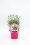 Lavanda en maceta rosa ecológica, producto orgánico certificado para jardines y huertos urbanos.