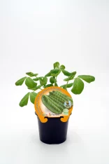 Pequeña planta de guisantes en maceta, cultivo ecológico y orgánico, ideal para huertos urbanos y caseros, con etiqueta de semillas certificadas de Huerto.Bio.