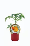Tomate antiguo en maceta, cultivo ecológico, hortalizas sostenibles, agricultura orgánica, semilla certificada, huerto ecológico, cuidado de plantas, producción natural, cultivo en casa, huerto biodinámico, semillas de calidad.