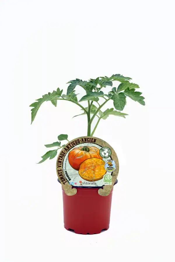 Tomate antiguo en maceta, cultivo ecológico, hortalizas sostenibles, agricultura orgánica, semilla certificada, huerto ecológico, cuidado de plantas, producción natural, cultivo en casa, huerto biodinámico, semillas de calidad.