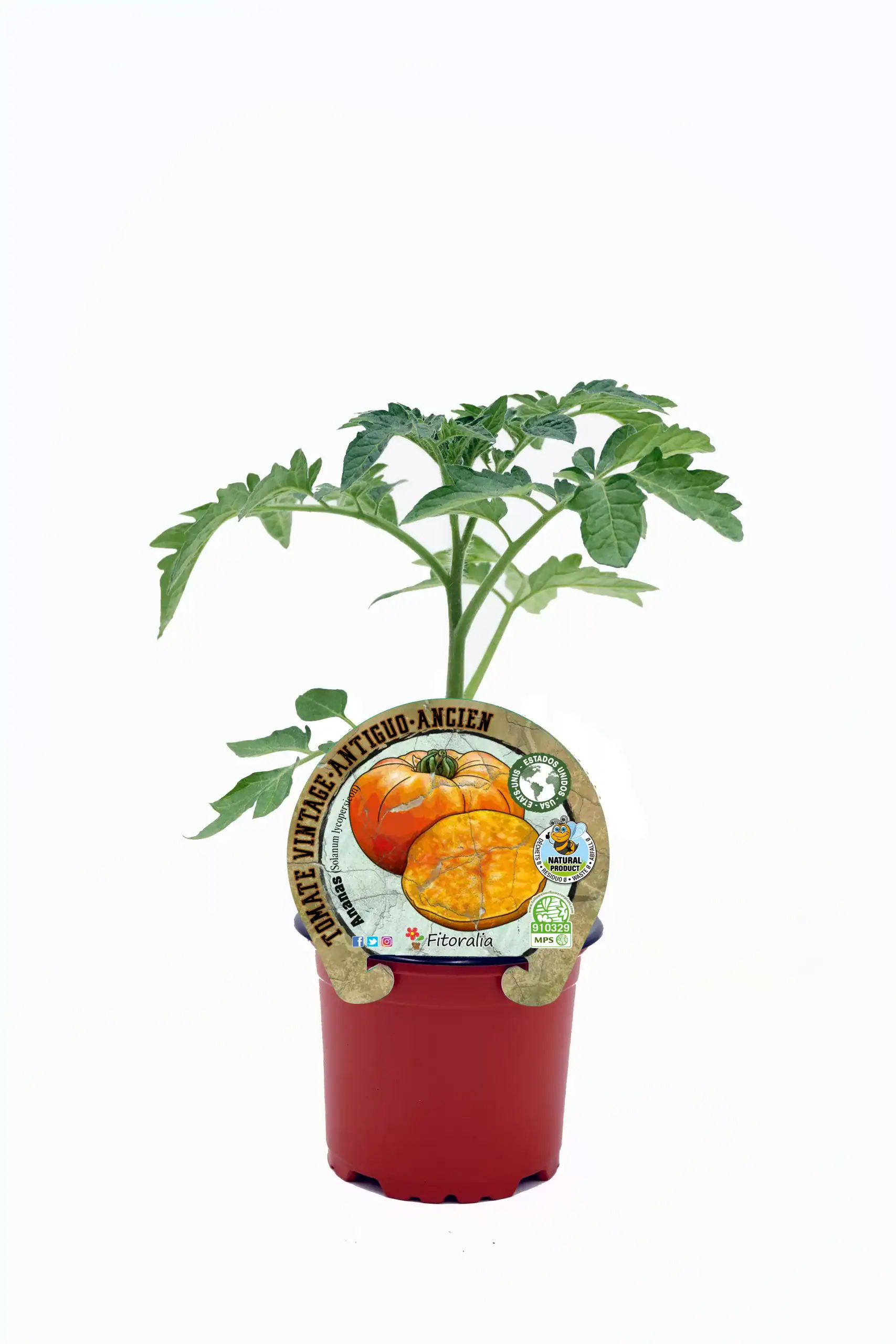 Tomate antiguo en maceta, cultivo ecológico, hortalizas sostenibles, agricultura orgánica, semilla certificada, huerto ecológico, cuidado de plantas, producción natural, cultivo en casa, huerto biodinámico, semillas de calidad.