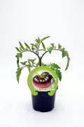 Tomate: imagen 14