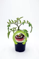 Tomatera en maceta, planta de tomate orgánico con etiqueta de semilla Fitoralía, agricultura ecológica, cultivo natural, huerto bio, semillas ecológicas, agricultura sostenible, vegetal saludable.