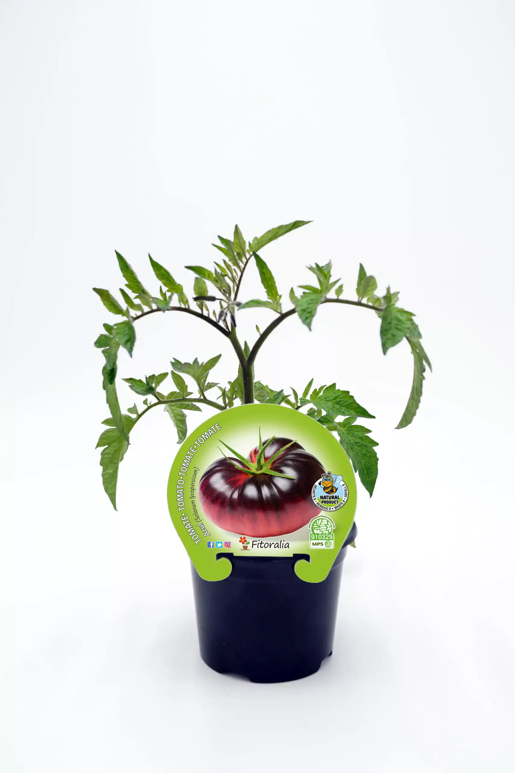 Tomate: imagen 14