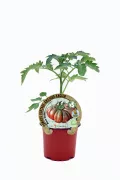 Tomate antiguo en maceta, agricultura ecológica y semillas orgánicas, cultivo sostenible y saludable, huerto bio, comida natural y saludable, producto ecológico certificado.