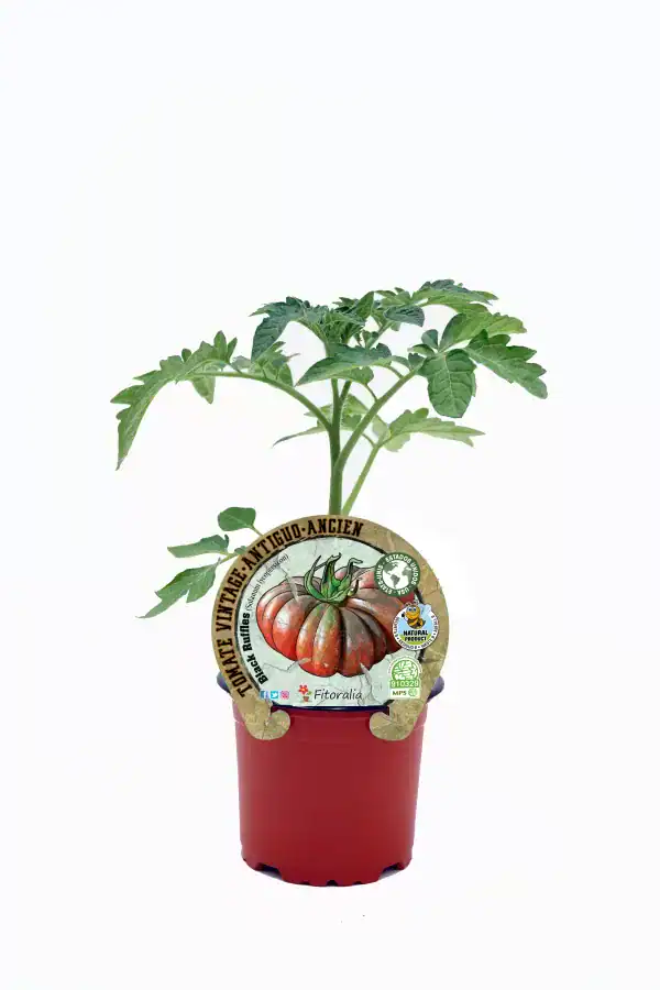Tomate antiguo en maceta, agricultura ecológica y semillas orgánicas, cultivo sostenible y saludable, huerto bio, comida natural y saludable, producto ecológico certificado.