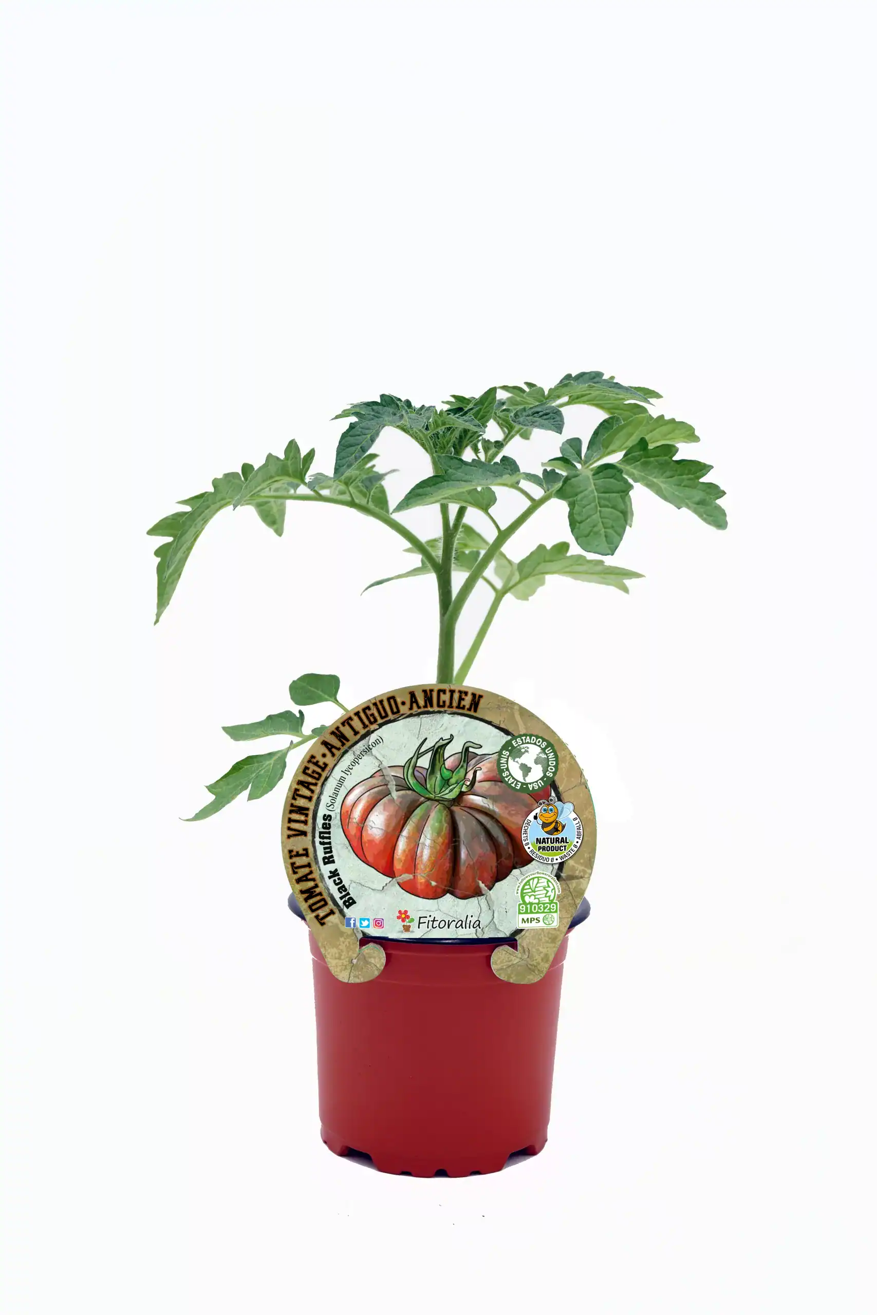 Tomate antiguo en maceta, agricultura ecológica y semillas orgánicas, cultivo sostenible y saludable, huerto bio, comida natural y saludable, producto ecológico certificado.