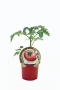 Tomates híbridos de variedad antigua en maceta, cultivo ecológico y orgánico, semillas naturales y tradicionales para huertos caseros y agricultura sostenible.