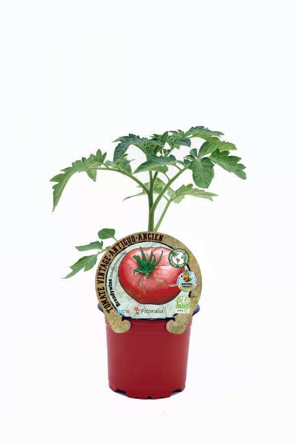 Tomates híbridos de variedad antigua en maceta, cultivo ecológico y orgánico, semillas naturales y tradicionales para huertos caseros y agricultura sostenible.