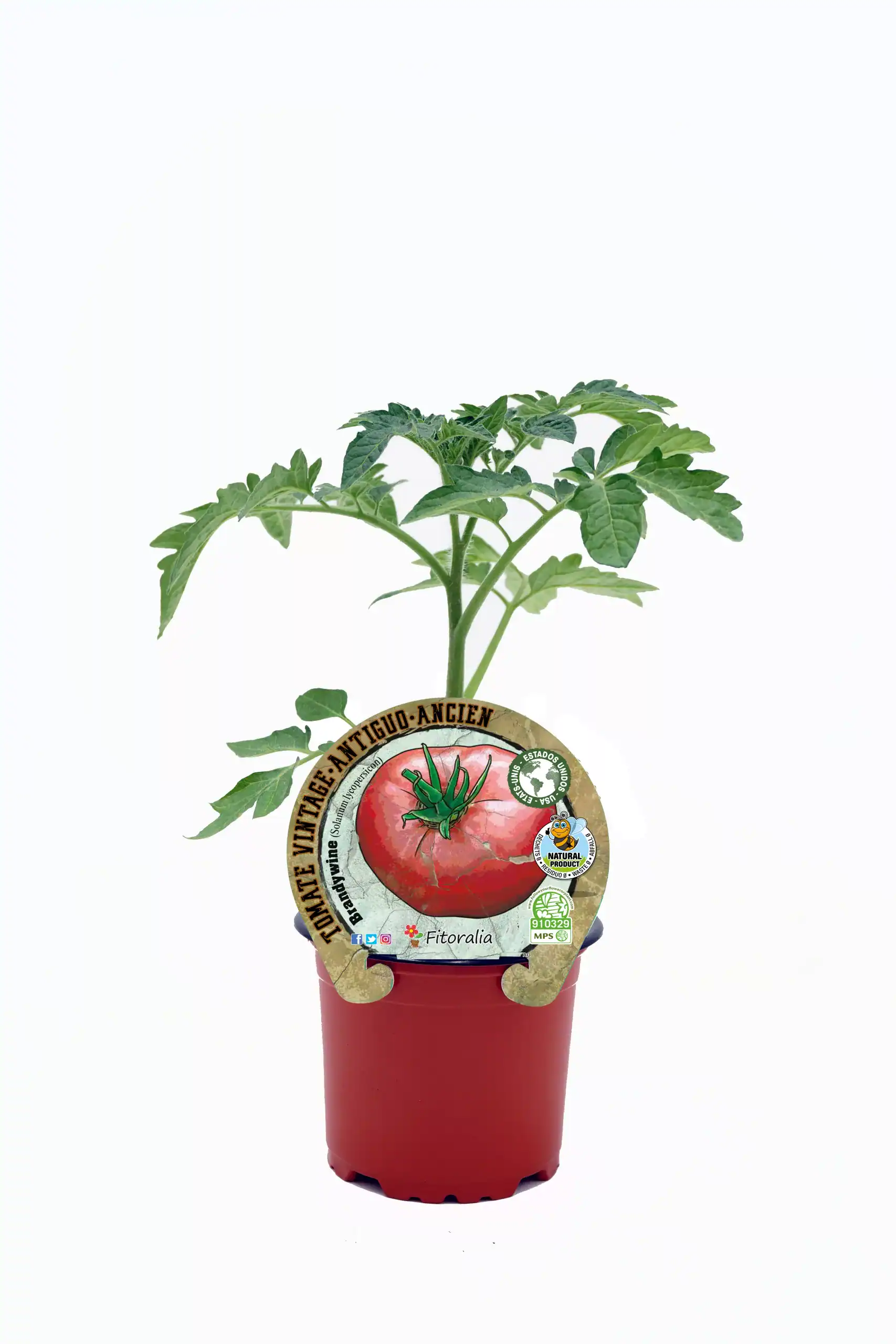 Tomates híbridos de variedad antigua en maceta, cultivo ecológico y orgánico, semillas naturales y tradicionales para huertos caseros y agricultura sostenible.