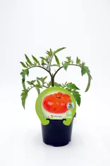 Tomate orgánico en maceta, cultivo ecológico de huerto BIO, variedad Fitoralia, planta saludable de tomate, ideal para huertos ecológicos y consumo saludable en España.