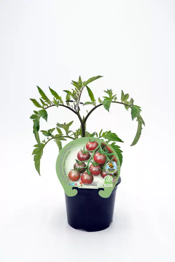 Tomatera en maceta, planta de tomate cherry ecológico para huerto urbano, cultivo natural y sostenible, huerto.bio.