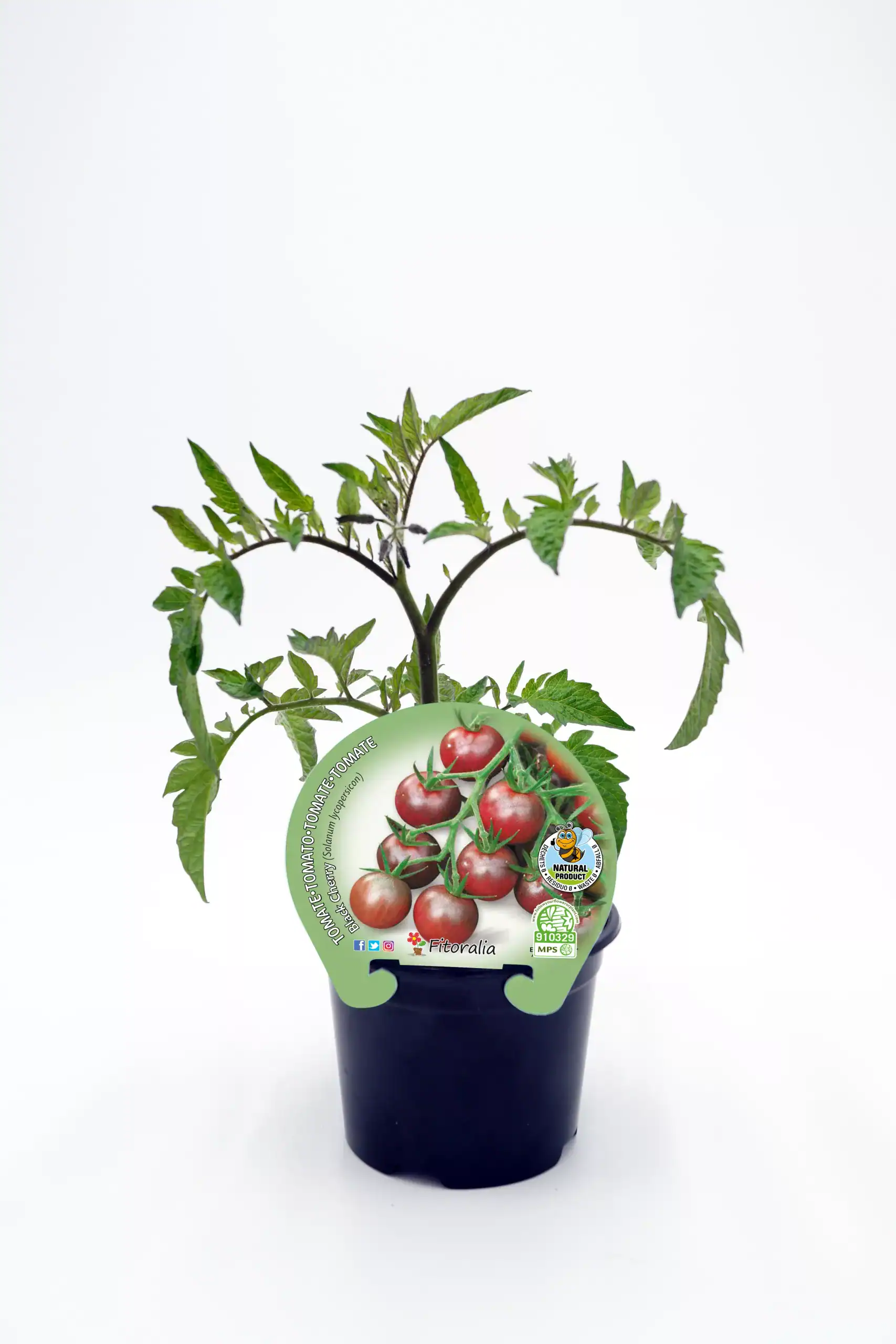 Tomatera en maceta, planta de tomate cherry ecológico para huerto urbano, cultivo natural y sostenible, huerto.bio.