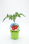 Tomate de semilla orgánico para cultivo infantil, en maceta verde con etiqueta colorida de huerto.bio y fondo blanco.