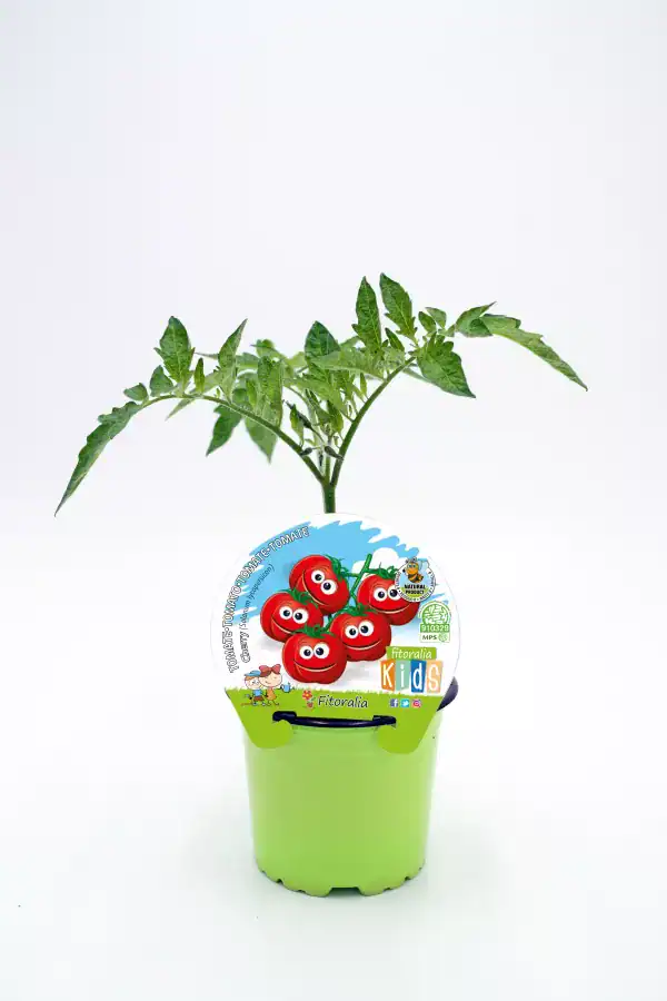 Tomate de semilla orgánico para cultivo infantil, en maceta verde con etiqueta colorida de huerto.bio y fondo blanco.