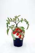 Tomatera en maceta con hojas verdes y tomates rojos maduros, cultivo ecológico y sostenible, ideal para huertos urbanos y jardinería ecológica.