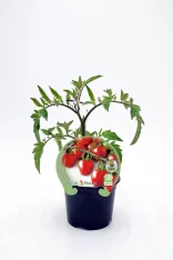 Tomatera en maceta con hojas verdes y tomates rojos maduros, cultivo ecológico y sostenible, ideal para huertos urbanos y jardinería ecológica.