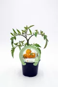 Tomate cherry en maceta, planta de cultivo ecológico y orgánico, productora de tomates de alta calidad, cultivo saludable, huerto urbano ecológico, huerto.bio.