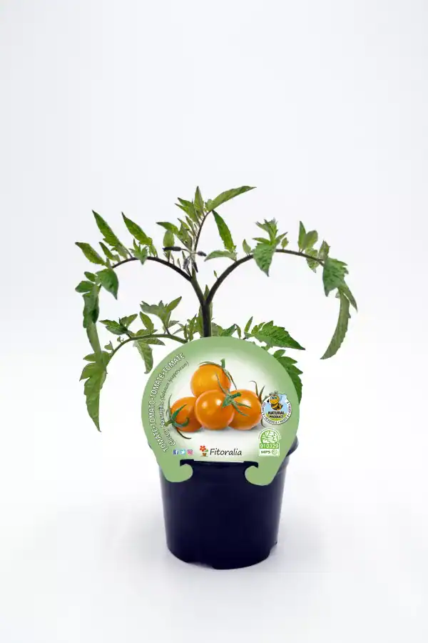 Tomate cherry en maceta, planta de cultivo ecológico y orgánico, productora de tomates de alta calidad, cultivo saludable, huerto urbano ecológico, huerto.bio.