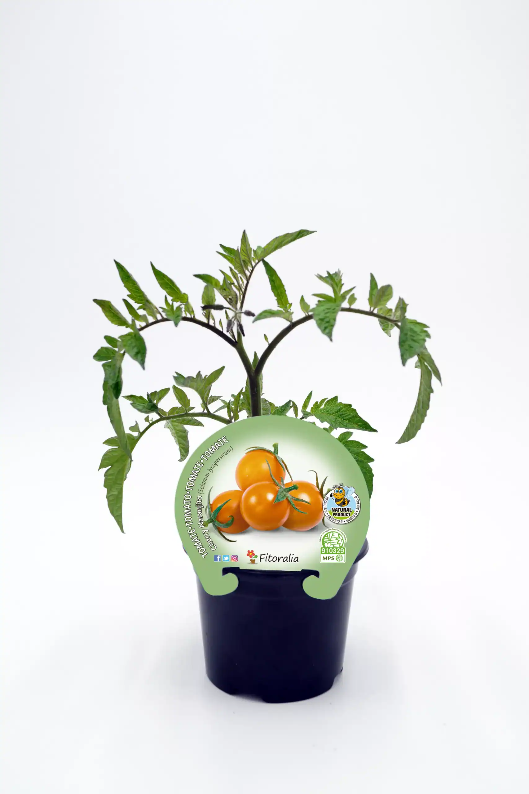 Tomate cherry en maceta, planta de cultivo ecológico y orgánico, productora de tomates de alta calidad, cultivo saludable, huerto urbano ecológico, huerto.bio.