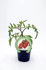 Tomate cherry en maceta, cultivo de hortalizas ecológicas y orgánicas, huerto urbano sostenible.